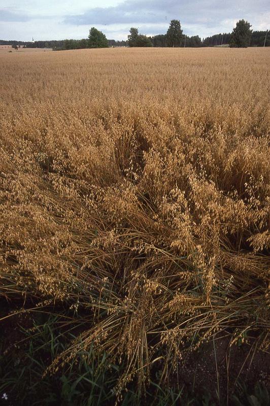 RWT 0363 370-19 Norway Oats.jpg